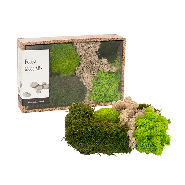 Premium Preserved Forest Mixed Moss Green (29x19cmH)