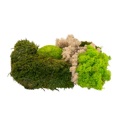 Premium Preserved Forest Mixed Moss Green (29x19cmH)
