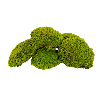 Premium Preserved Mini Moss Balls Light Green (19x14.5cm)