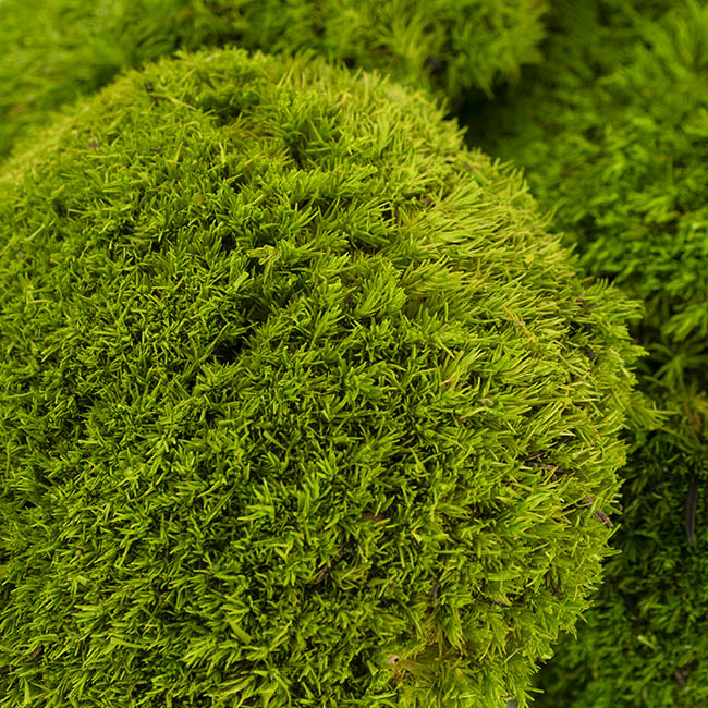 Premium Preserved Forest Moss Balls Light Green (29x19cm)