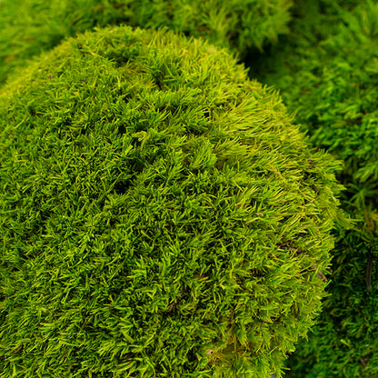 Premium Preserved Forest Moss Balls Light Green (29x19cm)