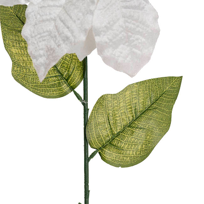 Poinsettia Long Stem White (22cmDx65cmH)