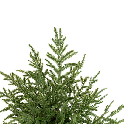 Potted Norway Spruce Pine Tree Green (81cmH)