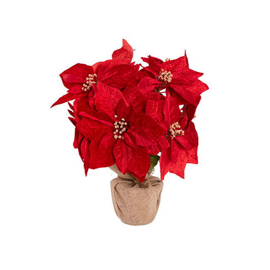 Poinsettia Potted Burlap Wrapped 11 Flowers Red (43cmH)