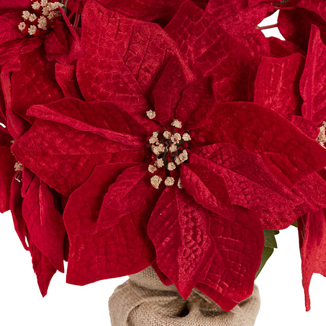 Poinsettia Potted Burlap Wrapped 11 Flowers Red (43cmH)