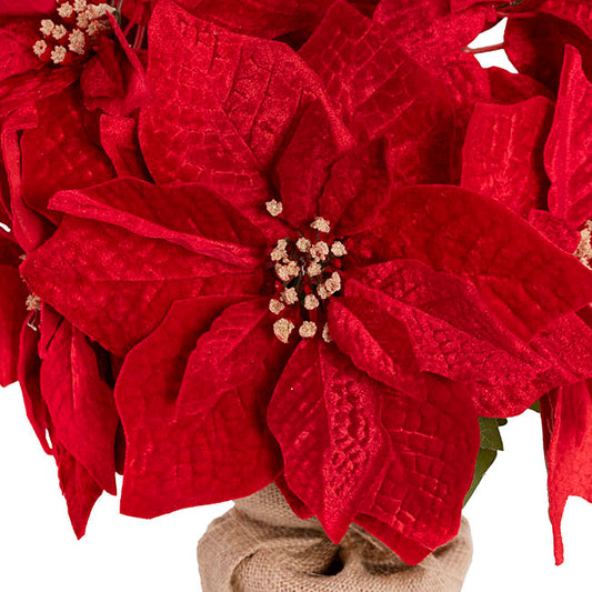Poinsettia Potted Burlap Wrapped 11 Flowers Red (43cmH)