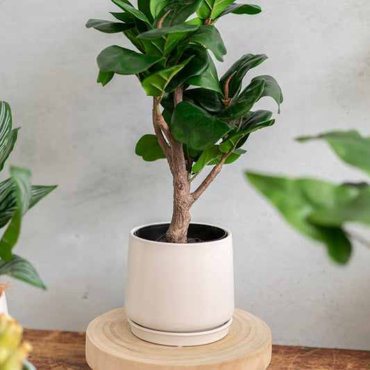 Ceramic Loreto Belly Pot & Plate Matte White (15x14cmH)