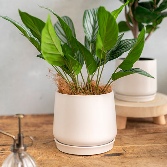 Ceramic Loreto Belly Pot & Plate Matte White (18Dx16cmH)