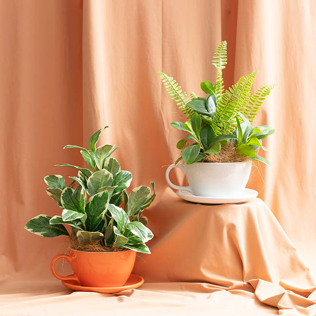 Ceramic Cappuccino Pot & Plate Gloss White (15Dx10cmH)