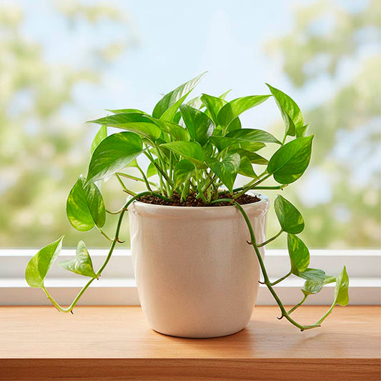 Ceramic Pot Planter White(14.5x14.5x13.5cmH)