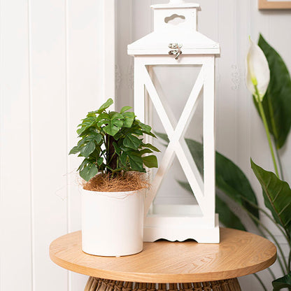 Ceramic Cylinder Pot Satin w/ Drainage Hole White 12x12cmH