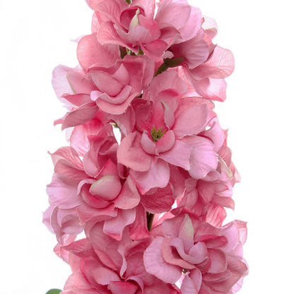 Stock Flower Stem Pink (80cmH)