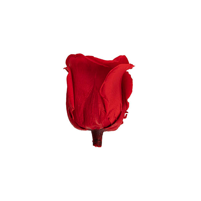 Amore Forever Preserved Rose Heads 8 PCS Dark Red (4-5cmD)