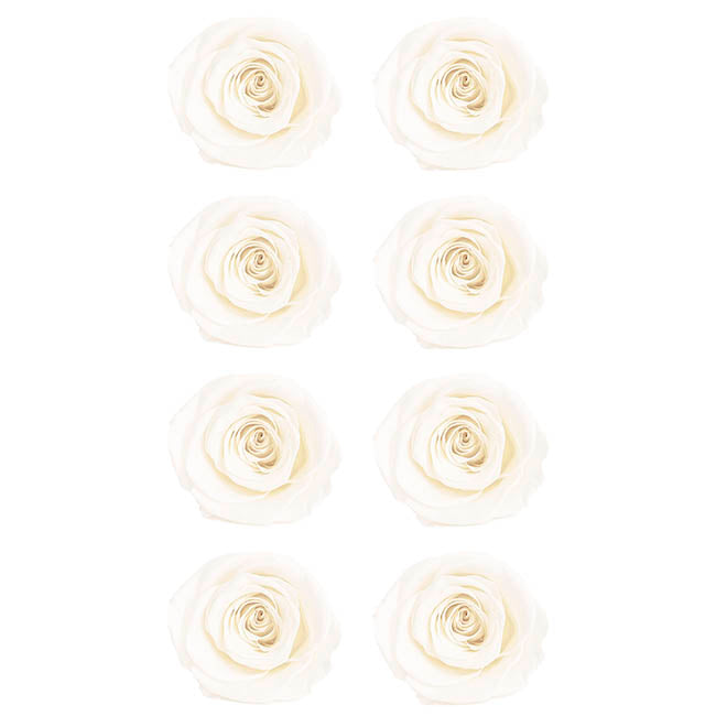 Amore Forever Preserved Rose Heads 8 PCS White (4-5cmD)