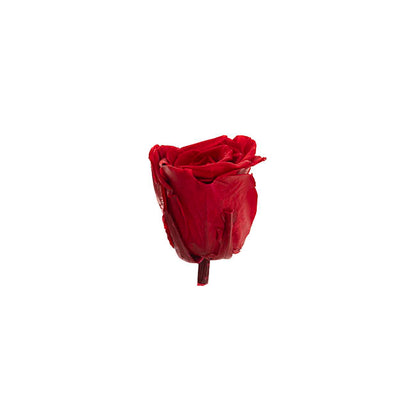 Amore Forever Rose Heads Pack 6 Red (5-6cmD)