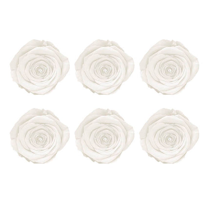 Amore Forever Rose Heads Pack 6 White (5-6cmD)