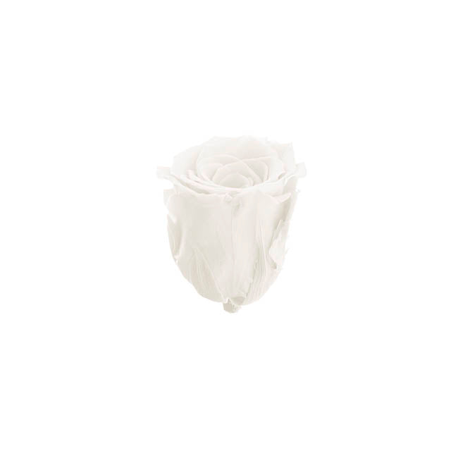 Amore Forever Rose Heads Pack 6 White (5-6cmD)