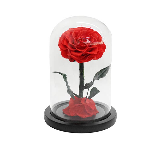 Amore Forever Rose Single Stem Cloche Red (12cmDx20cmH)