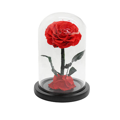 Amore Forever Rose Single Stem Cloche Red (12cmDx20cmH)