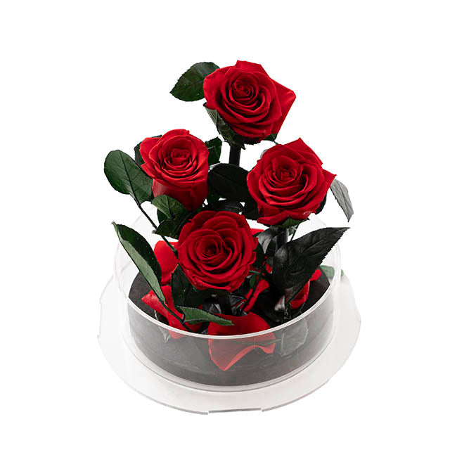 Amore Forever Rose x4 Stem Acrylic Box Red (20Dx17cmH)