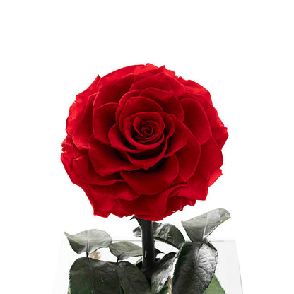 Amore Forever Rose Single Stem  Acrylic Box Red (13x22cmH)