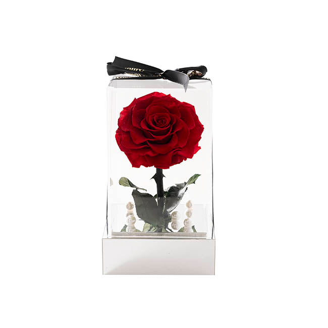 Amore Forever Rose Single Stem  Acrylic Box Red (13x22cmH)