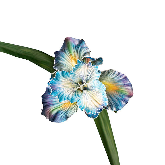 Iris Flower w Bud Stem Ombre Blue (14cmDx85cmH)