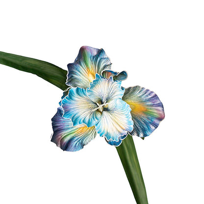 Iris Flower w Bud Stem Ombre Blue (14cmDx85cmH)