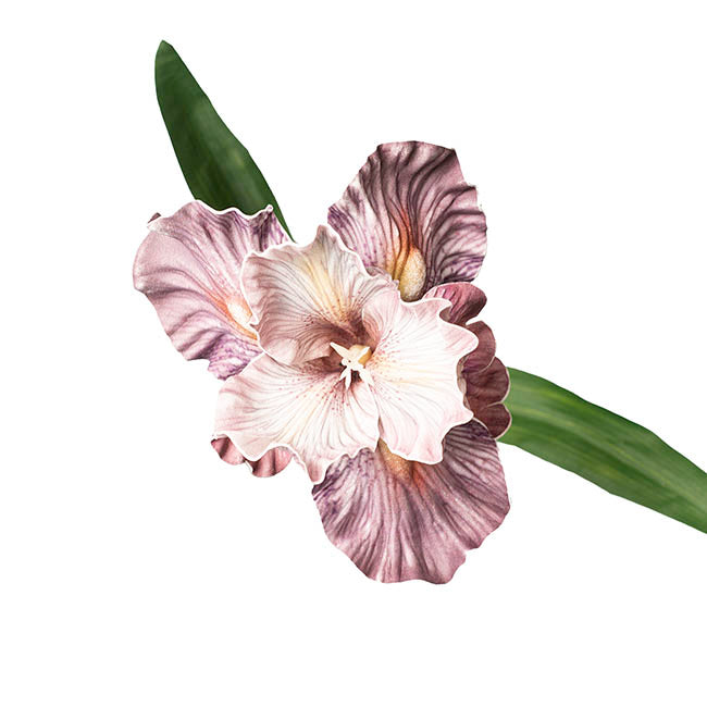 Iris Flower w Bud Stem Ombre Purple (14cmDx85cmH)