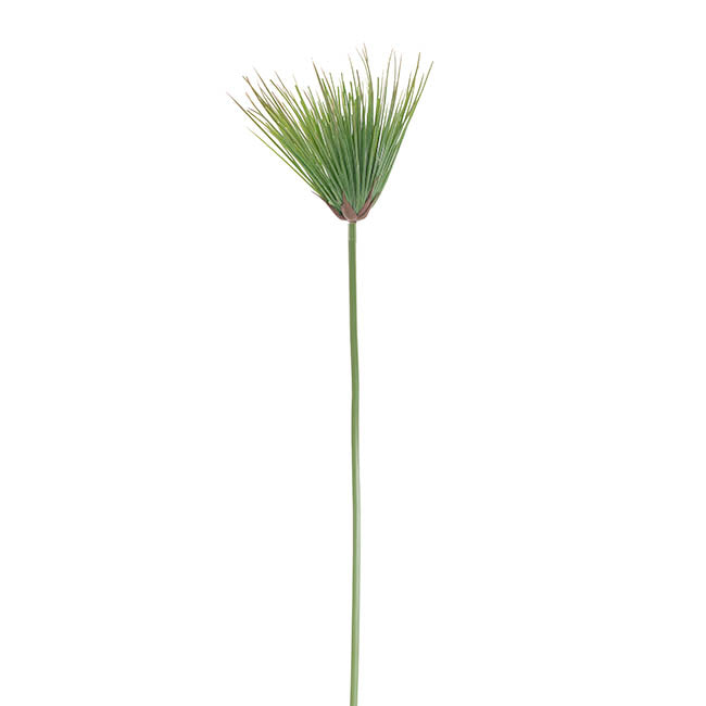 Cyperus Umbrella Papyrus Leaf Spray Green (80cmH)