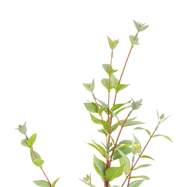 Myrtle Leaf Spray Real Touch Green (70cmH)