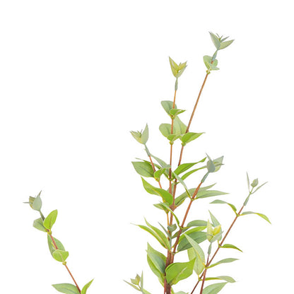 Myrtle Leaf Spray Real Touch Green (70cmH)