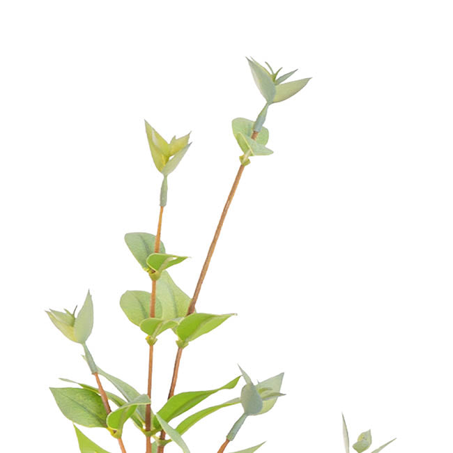 Myrtle Leaf Spray Real Touch Green (70cmH)