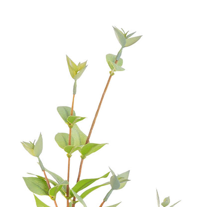 Myrtle Leaf Spray Real Touch Green (70cmH)