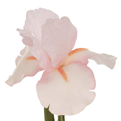 Iris Real Touch Stem Soft Cream Pink (78cmH)