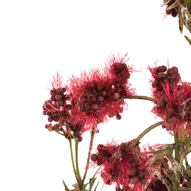 Albizia Julibrissin Flower Spray Red (72cmH)