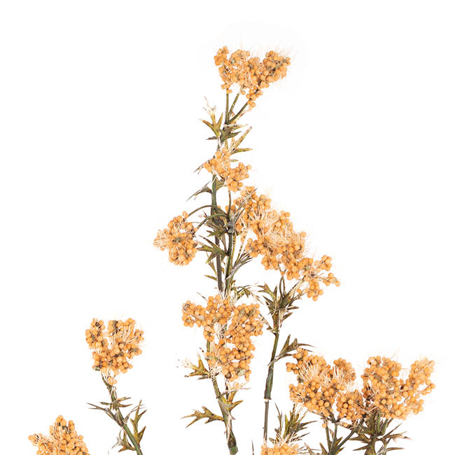 Albizia Julibrissin Flower Spray Mustard (72cmH)