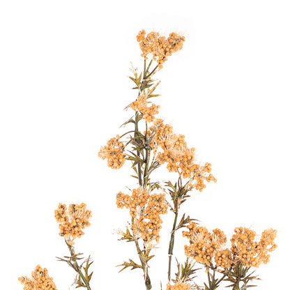Albizia Julibrissin Flower Spray Mustard (72cmH)
