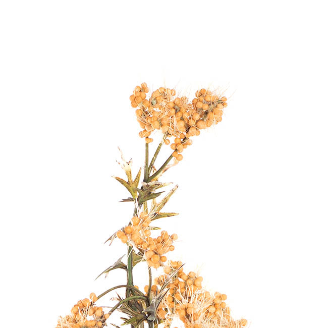 Albizia Julibrissin Flower Spray Mustard (72cmH)