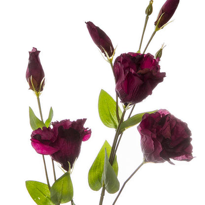 Lisianthus Spray Burgundy (89cmH)