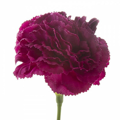 Carnation Ruffle Stem Burgundy (9cmDx42cmH)