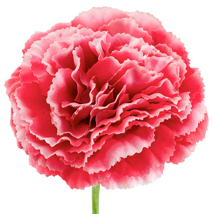 Carnation Ruffle Stem Cream Rouge Pink (9cmDx42cmH)