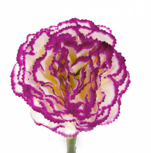 Carnation Ruffle Stem Cream Purple (9cmDx42cmH)