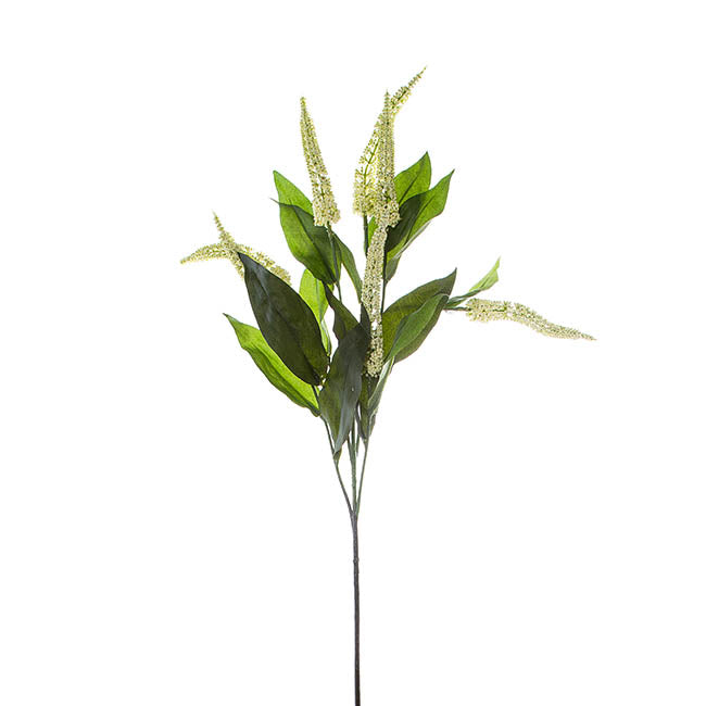 Cascara Berry Spray x7 Cream (84cmH)