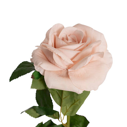 Velvet Rose Full Bloom Stem Powder Pink (13cmDx75cmH)