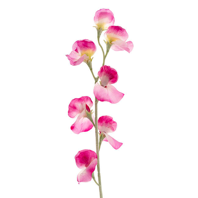 Sweet Pea Flower Stem Fuchsia (63cmH)