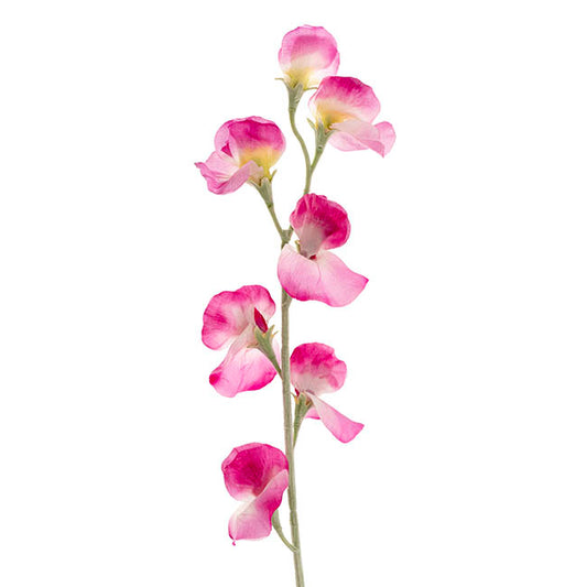 Sweet Pea Flower Stem Fuchsia (63cmH)