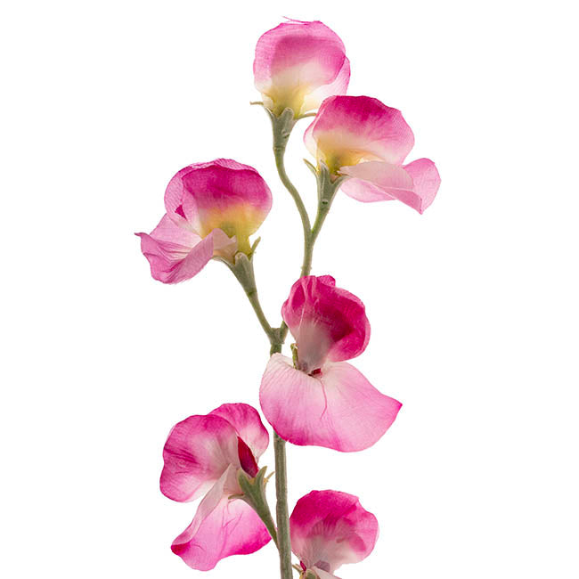 Sweet Pea Flower Stem Fuchsia (63cmH)