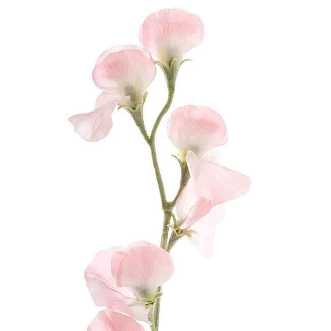 Sweet Pea Flower Stem Soft Pink (63cmH)