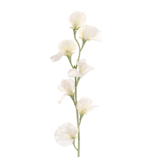 Sweet Pea Flower Stem White (63cmH)